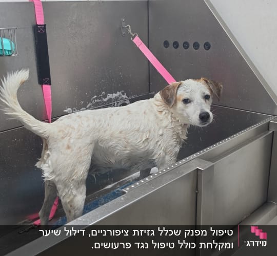 כלב לבן ורטוב במהלך מקלחת באמבטיית נירוסטה במספרת כלבים
